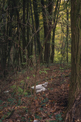 toilet seat in the woods, pollution, littering, killing the forest, planet, 