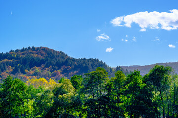 Sunny day in Autumn, trees with yellow orange, red leaves