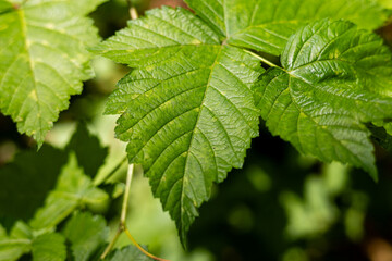 A close-up of a green stinging nettle.