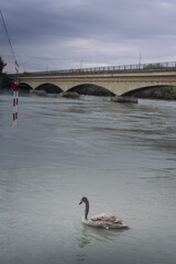 bridge over the overflown river and a young black swan swimming in it 