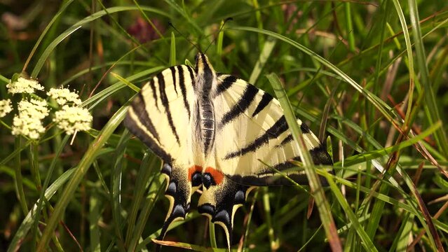 A scarce swallowtail (Iphiclides podalirius) warming itself in the sunlight and flying away