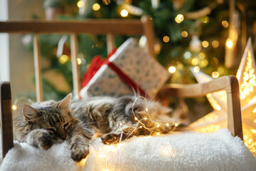  Adorable cat sleeping with stylish christmas gifts and golden lights on cozy armchair against decorated christmas tree. Merry Christmas!Atmospheric magical christmas eve. Pet and winter holiday