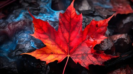 Autumn maple leaf on the background of blue and red water.