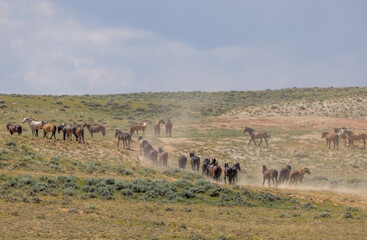 Fototapeta na wymiar Wild Horse Herd in the Wyoming Desert in Summer 