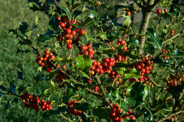 green leaves and red berries of christmas holly