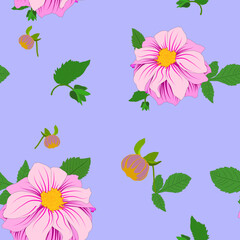 vector pattern of dahlia flowers, pink dahlias, full and closed flowers, on a lavender background
