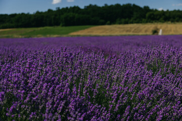 Obraz premium Lavander fields in Sale San Giovanni, village in Piedmont, called Little Provence for the blooming. High quality photo