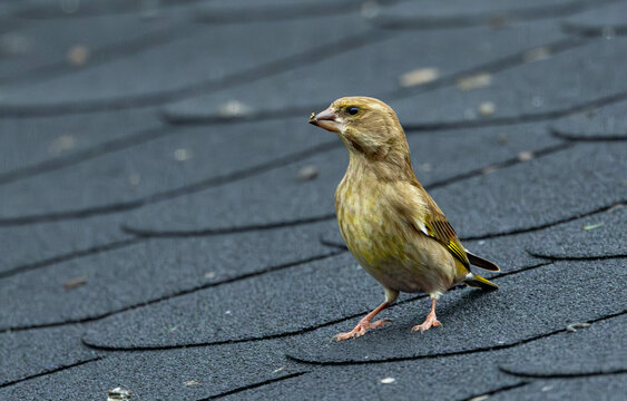 European Greenfinch. Femal posing closeup.