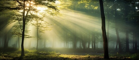 Scenic foggy autumn forest with sunlight nature landscape. AI generated image
