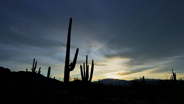 The sun rises behind Saguaro cacti, casting stark silhouettes against the morning sky in timelapse