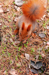 squirrel in the forest