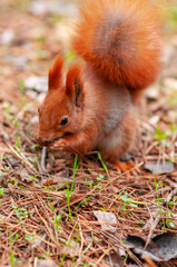 squirrel in the park