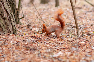 squirrel in the park
