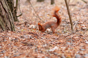 squirrel in the forest