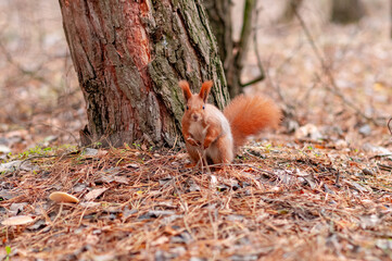 squirrel in the woods