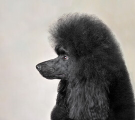 Portrait of black standard poodle