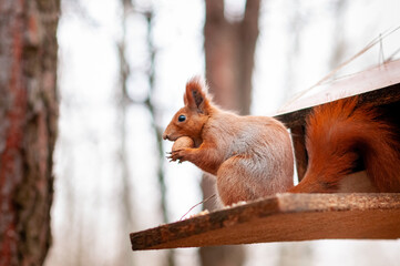 squirrel in the park