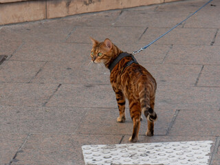 Bengalkatze geht an der Leine spazieren in einer strasse in Nizza, Frankreich