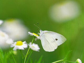 ヒメジョオンの花蜜を吸うモンシロチョウ