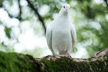Obraz premium Closeup of a white pigeon perched on a tree branch in a natural outdoor setting.