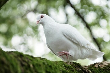 a pigeon is perched on top of a tree branch with moss growing on it