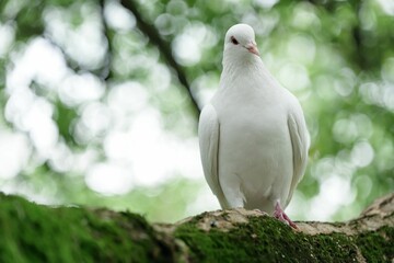 the white pigeon has a pink beak and red feet on a moss covered tree branch