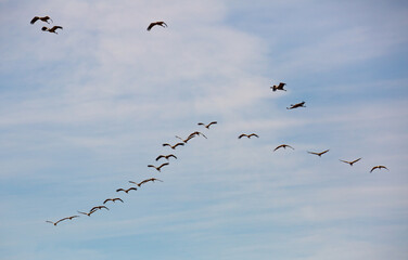 Fototapeta premium Flight of migrating cranes in cloud sky