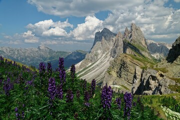 Picturesque landscape featuring an abundance of wildflowers growing on the side of a mountain.