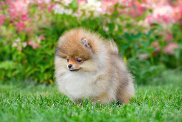 Naklejka na ściany i meble Cute puppy of Pomeranian Spitz