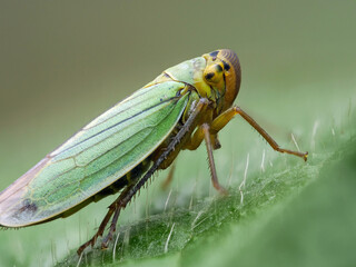 Grüne Zwergzikade (Tettigella viridis)