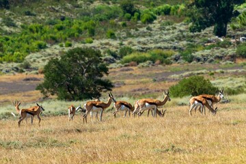Naklejka na ściany i meble Herd of impalas shot near Sir Lowry's pass, Western Cape, South Africa
