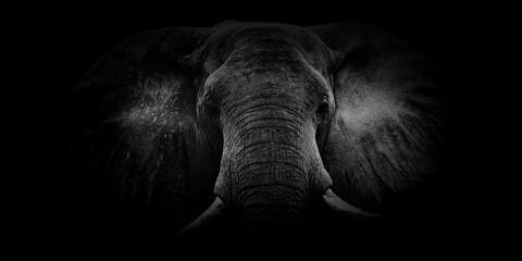 Closeup of a male African bush elephant coming out of the bushes in grayscale