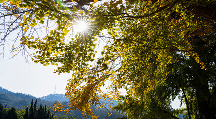 노랗게 물 든 600년이 넘은 은행나무