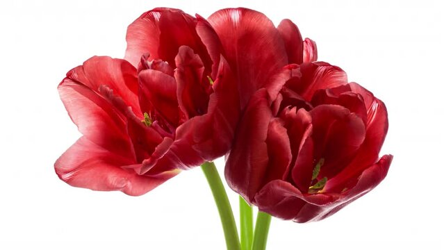 Beautiful red tulip flowers background. Beautiful bouquet of Red tulips on white background. Springtime. Mother's day, Holiday, Love, birthday, Easter