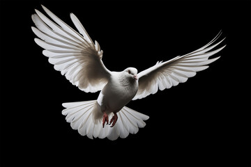white dove taking flight on a black background, freedom, peace - obrazy, fototapety, plakaty