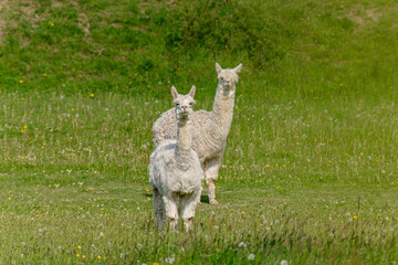 Naklejka na ściany i meble A couple of cute llamas on a lawn with green grass in a German village.