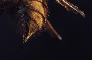 Ultra macro photography of a large hornet. Giant Asian wasp. Close-up photograph of details of the...
