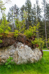 Icy Strait Point, Alaska. Glacial erratic rock with thin later of moss and dirt. Small trees and brush growing on top. 