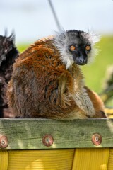 Adorable baby monkey perched in the back of a woven basket, looking out with bright eyes