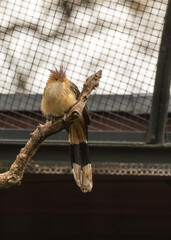 Guira Cuckoo (Guira guira) Perched in Natural Splendor