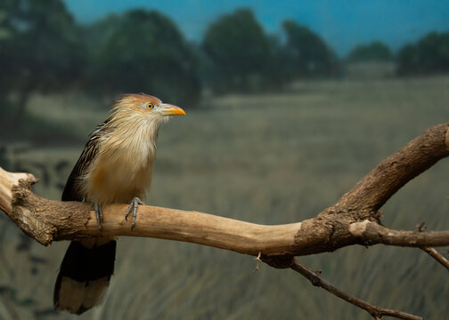 Guira Cuckoo (Guira guira) Perched in Natural Splendor