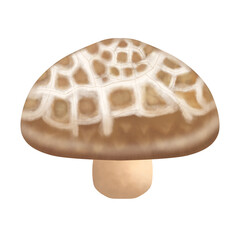 shiitake mushrooms vegetables and fruits 5 colors(white,brown)