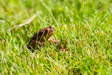 Common toad Bufo Bufo sitting in grass.