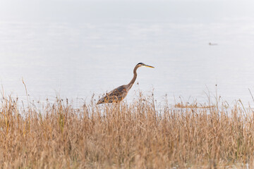 A Great blue heron walking over wet grassland in BC.