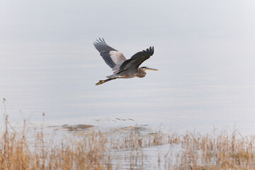 Fototapeta na wymiar A Great blue heron flying over wet grassland in BC.