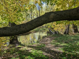 Tranquil scene of a park featuring a tree limb in front of a path on an early autumn afternoon