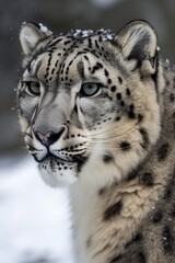 Obraz premium leopard in the mountain snow