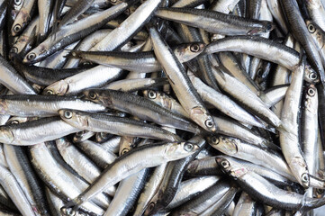 Fresh raw delicious anchovies, Turkey Black Sea small Fish Hamsi