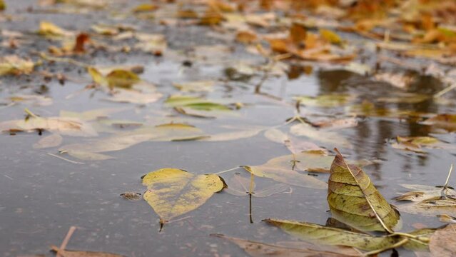 Fallen leaves get wet in an autumn puddle. A little rain drips down, creating circles in the puddle.