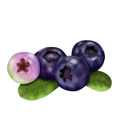 blueberry,fruits and vegetables 5 colors (purple)